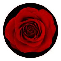 ROSCO:260-84430 -- 84430 Red Rose 2 Color  Glass Gobo, Size: Specify